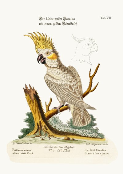 The Lesser White Cockatoo with a Yellow Crest by George Edwards